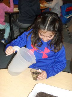 This first-grade student at Cherry Lane Elementary School is adding water to a clear plastic container that consists of rye grass seeds and potting soil. It was expected that in five to seven days, the seeds would sprout roots and grow hair-like stems.