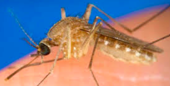 WEST NILE VIRUS DETECTED IN ROCKLAND COUNTY MOSQUITOES