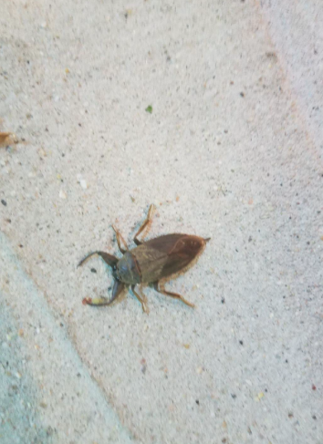 SCENES OF ROCKLAND: What kind of bug?