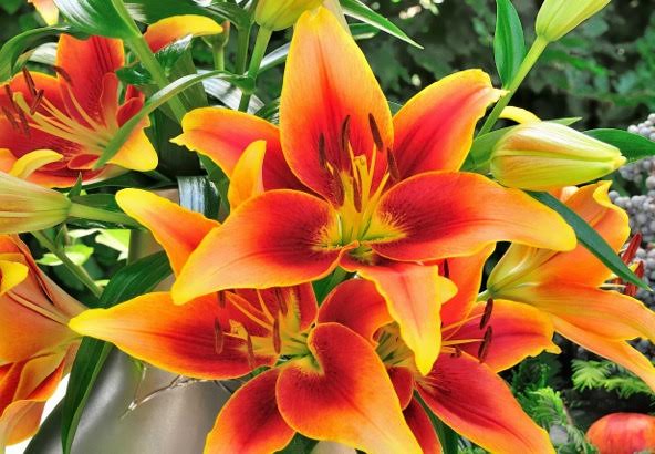 Plant Lilies for a Summer Garden of Elegant and Fragrant Blooms
