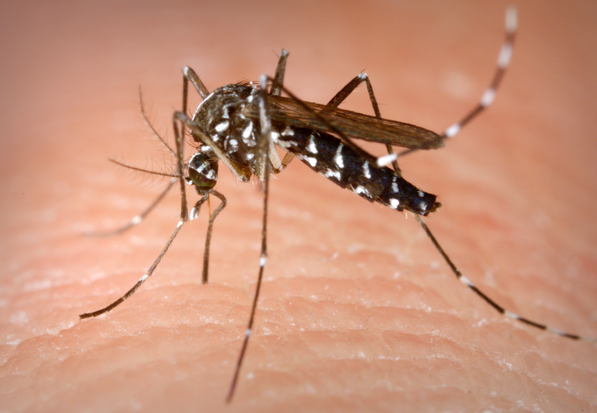 HEALTH DEPARTMENT OFFERS FREE MOSQUITO CONTROL PRODUCTS