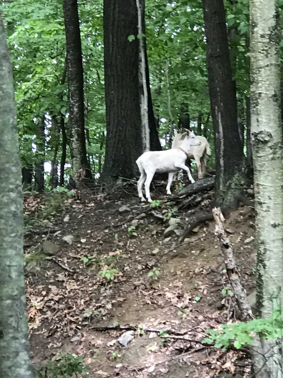 Goats on the Loose in Ramapo