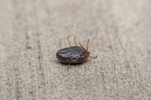 NEW TICK FOUND IN ROCKLAND