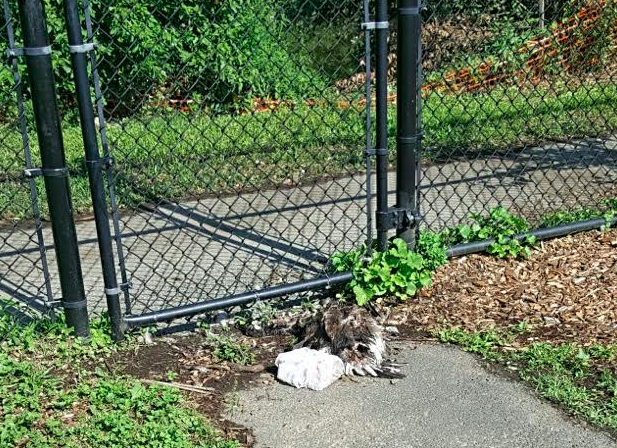 ACTION REQUESTED PLEASE: Clean-up of Spring Valley Park ASAP (dead animals, drugs and defecation)