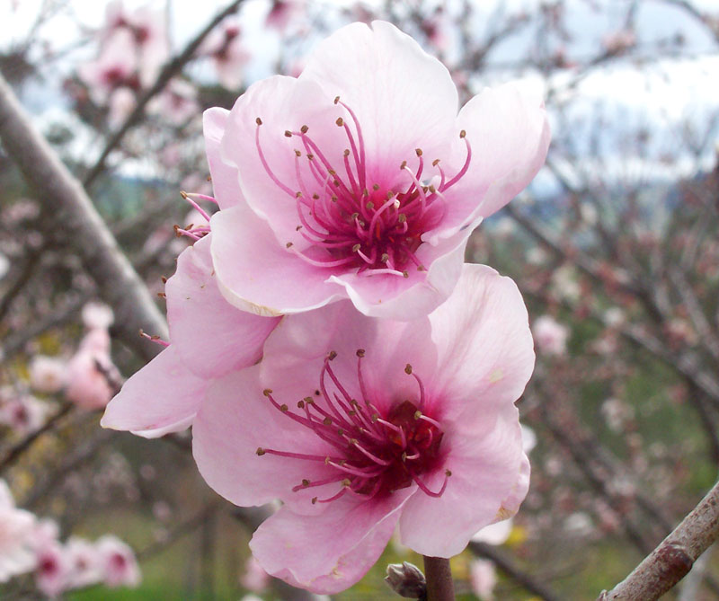 Wiki_Peach_flowers