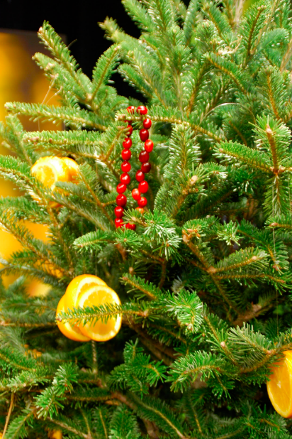 Give Your Christmas Tree a Second Life in the Landscape