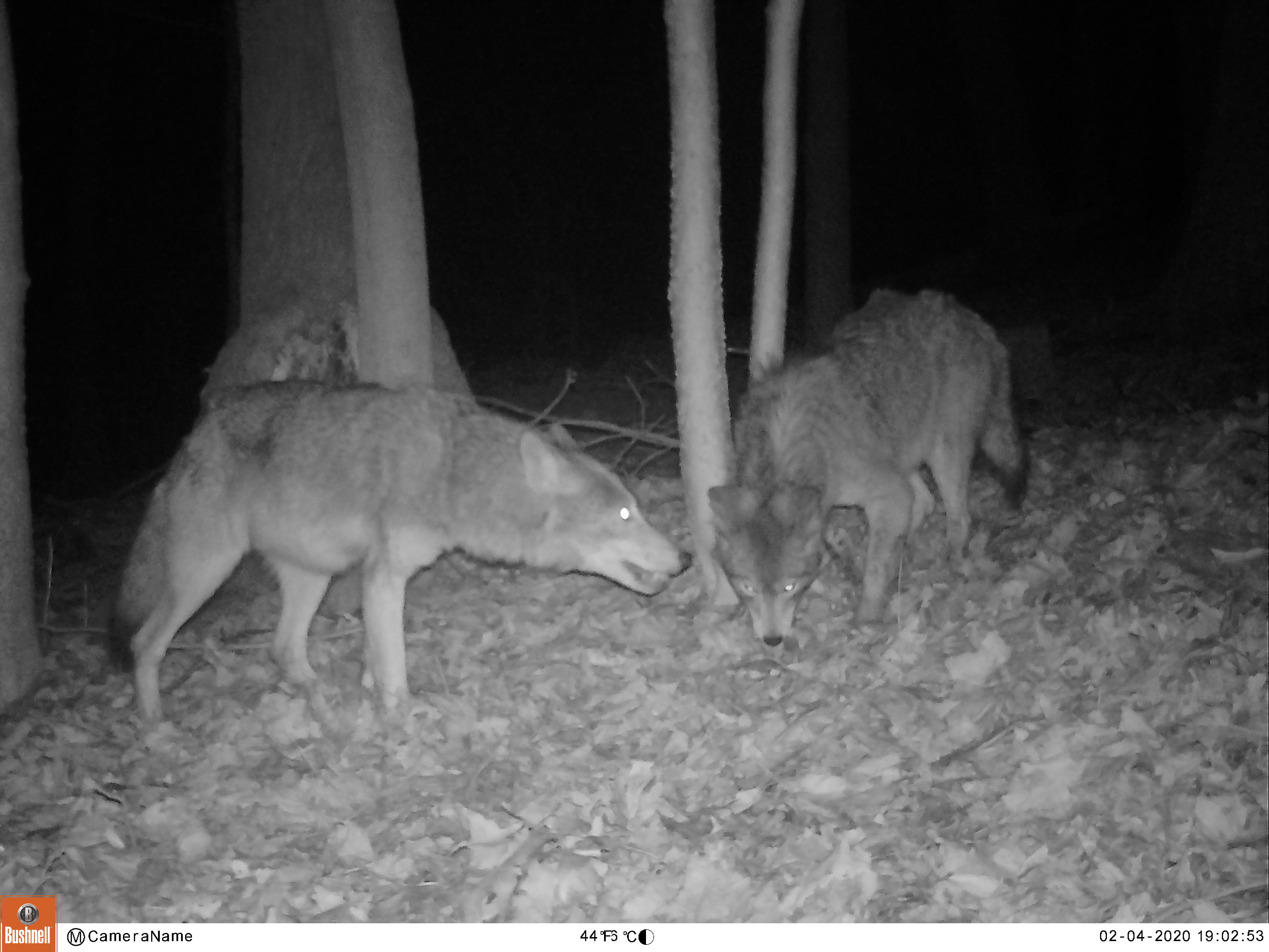 SCENES OF ROCKLAND – Coyotes in Tomkins Cove