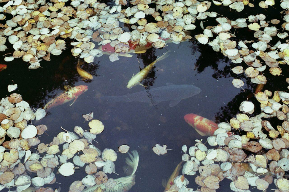 Group of fish swimming in a pond, Rockland County, NY