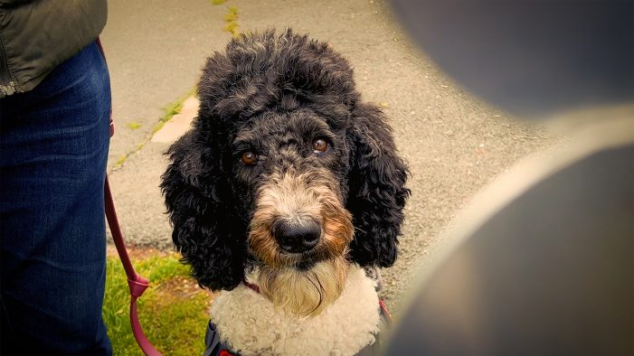 Short Film Filmed at Congers Lake Set to Screen at Yofi Fest