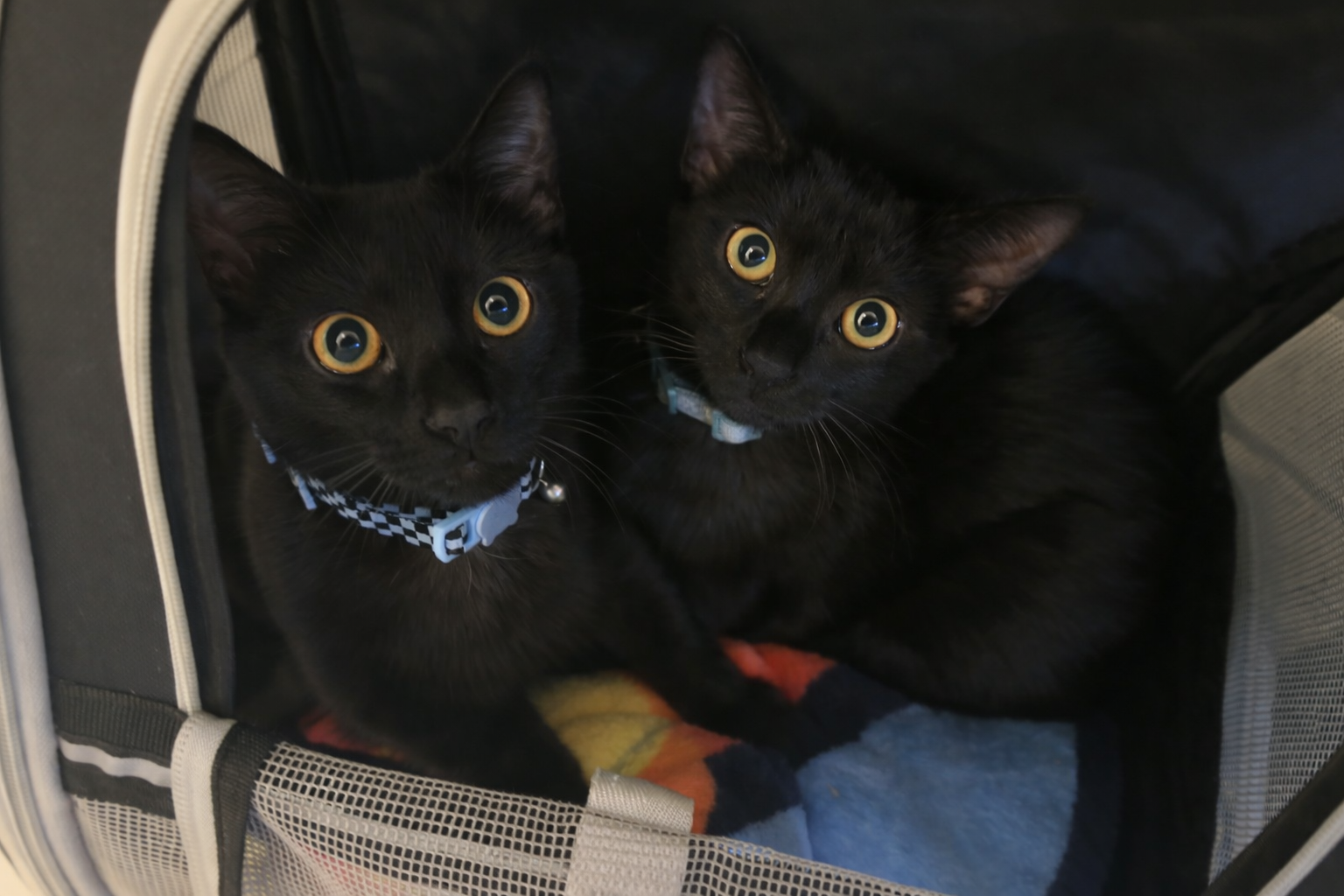 564CE232-63A4-4A4A-B21F-4B5021204809