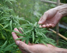 Consequences of Recreational Marijuana Use in Kentucky