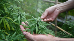 Consequences of Recreational Marijuana Use in Kentucky